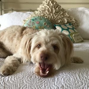 Meet your Posher, Lara